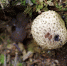Истории Лавкрафта про разумные грибы с Юггота находят научное подтверждение - Черкесск-портал