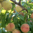 15563096775cc366ad5ba873.79262436 - Kchrline.Ru