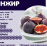 Инжир3_Базилик.png - Роспотребнадзор