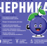 Черника_полезные_свойства_и_интересные_факты.jpg - Роспотребнадзор